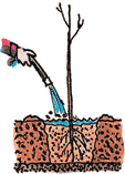 Illustration of a bare root tree being planted according to the fourth step.